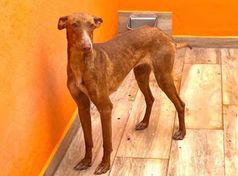 multimedia-foto88328-121-1