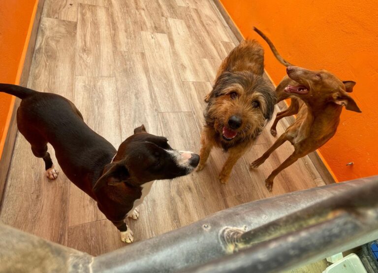 multimedia-foto88330-121-1