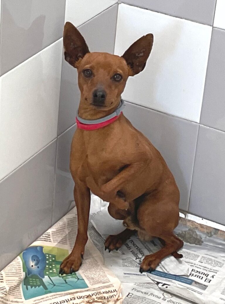 multimedia-foto88366-531-1