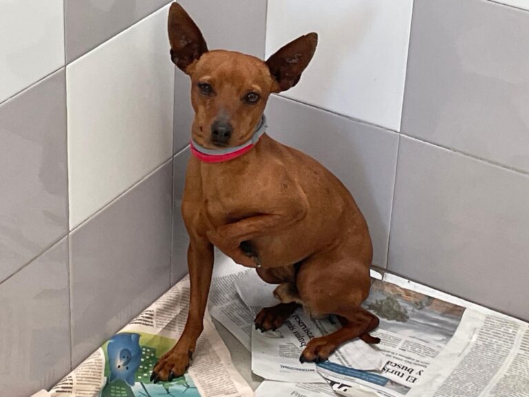 multimedia-foto88367-531-1