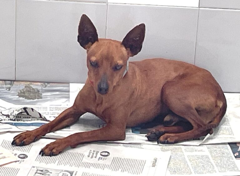 multimedia-foto88368-532-1