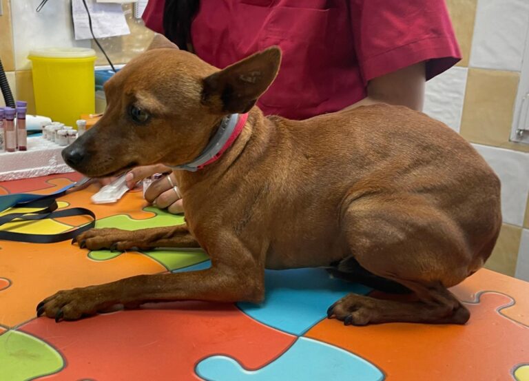 multimedia-foto88370-532-1