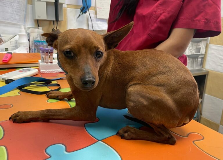 multimedia-foto88371-532-1