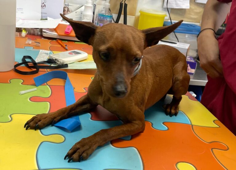 multimedia-foto88372-533-1