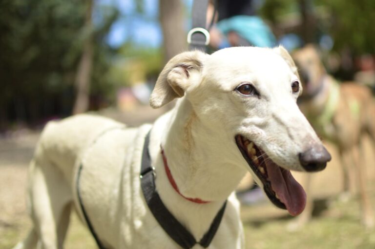 multimedia-foto88403-642-1