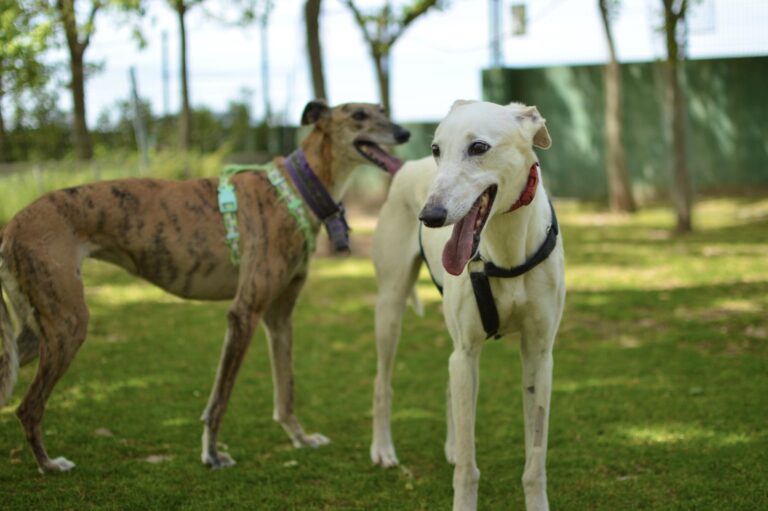 multimedia-foto88405-642-1