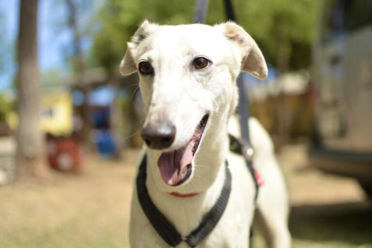 multimedia-foto88407-643-1