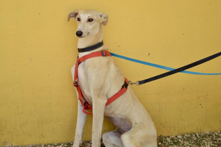 multimedia-foto88417-4-1