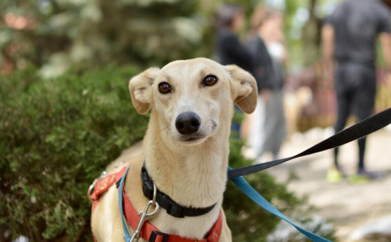 multimedia-foto88418-4-1