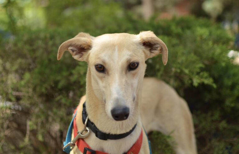 multimedia-foto88419-4-1