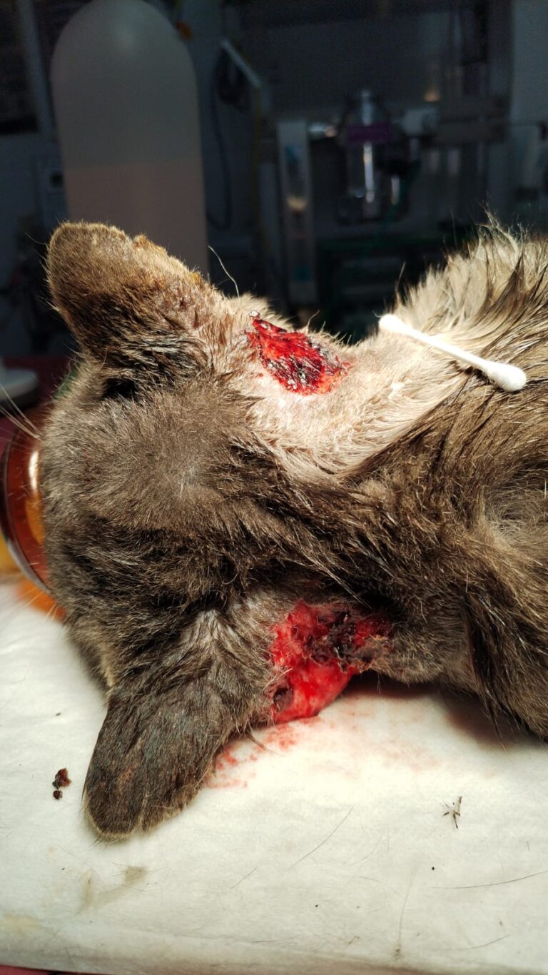 multimedia-foto88424-26-1