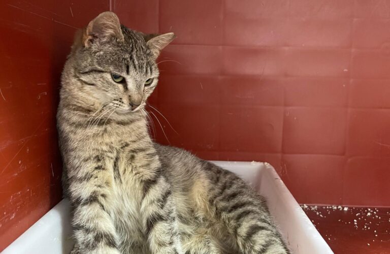 multimedia-foto88434-904-1