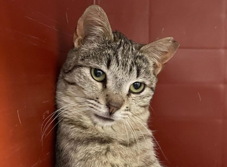 multimedia-foto88435-904-1