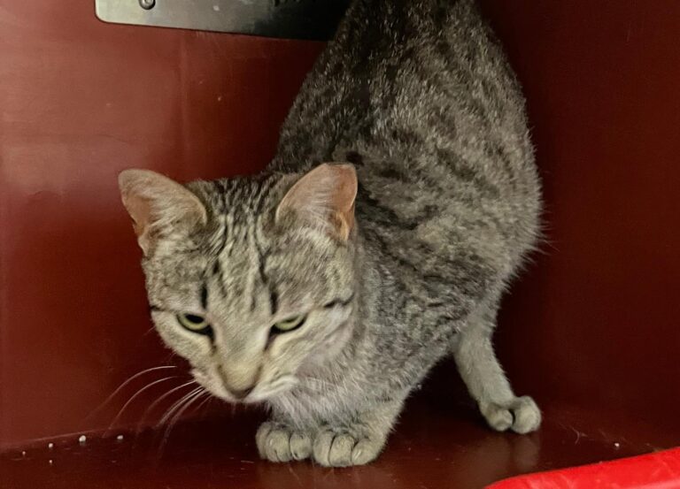 multimedia-foto88436-904-1