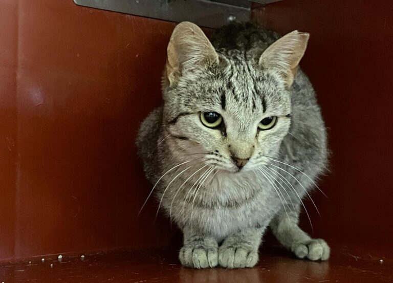 multimedia-foto88437-905-1