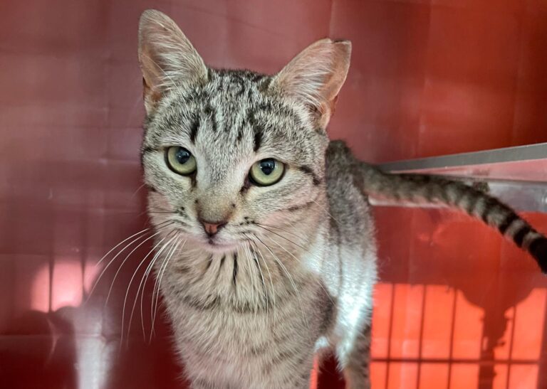 multimedia-foto88439-905-1