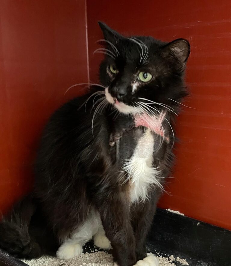 multimedia-foto88450-863-1