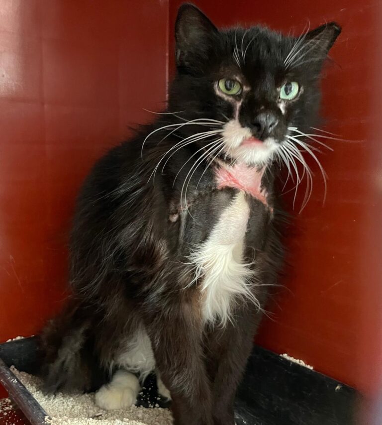 multimedia-foto88451-864-1