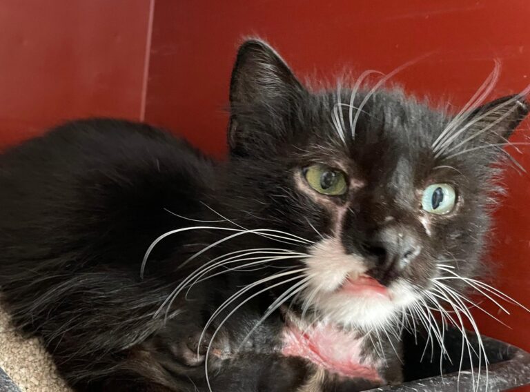 multimedia-foto88452-864-1