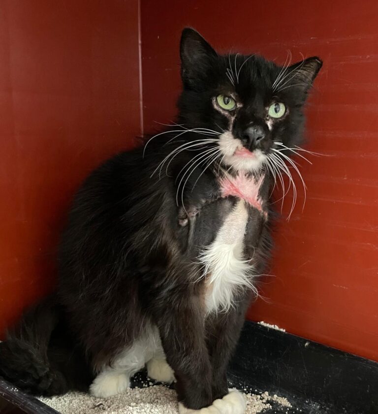 multimedia-foto88453-864-1