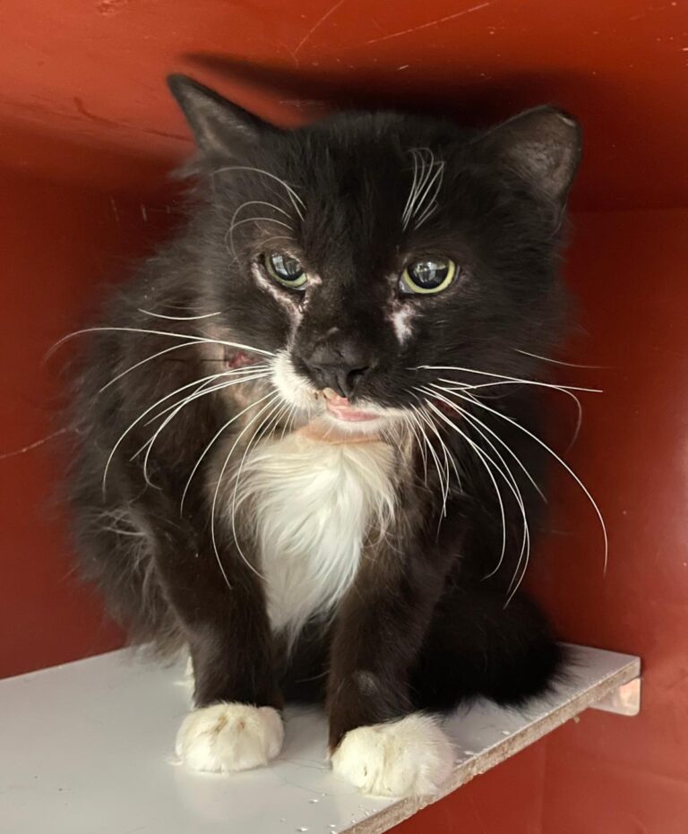 multimedia-foto88454-864-1