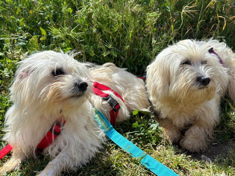 multimedia-foto88478-928-1