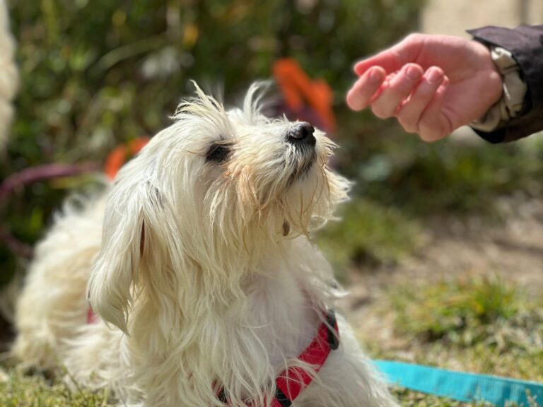 multimedia-foto88483-929-1