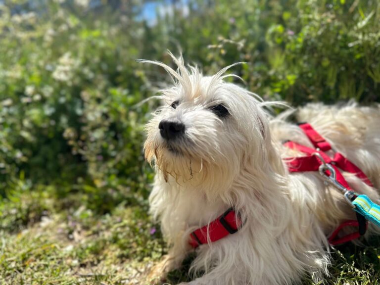 multimedia-foto88484-930-1