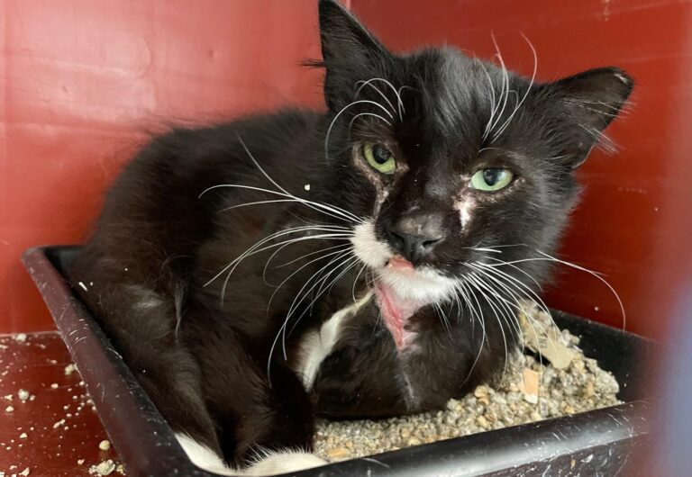 multimedia-foto88485-657-1