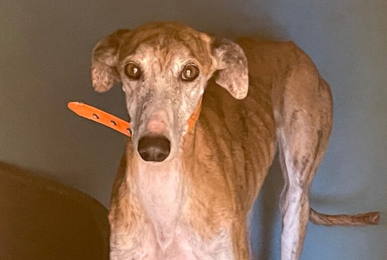 multimedia-foto88496-538-1