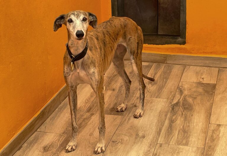 multimedia-foto88497-538-1