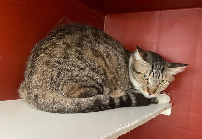 multimedia-foto88503-390-1