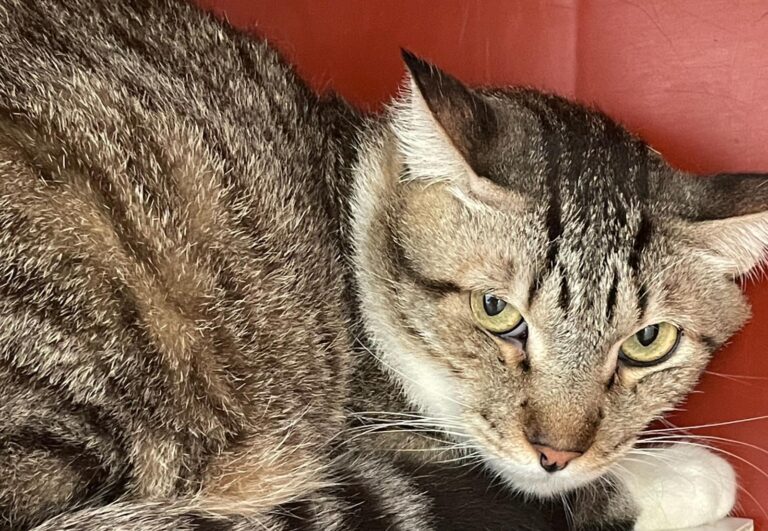 multimedia-foto88504-390-1