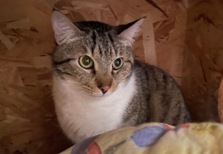 multimedia-foto88505-390-1