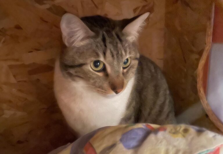 multimedia-foto88506-390-1