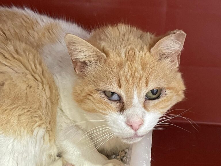 multimedia-foto88509-15-3