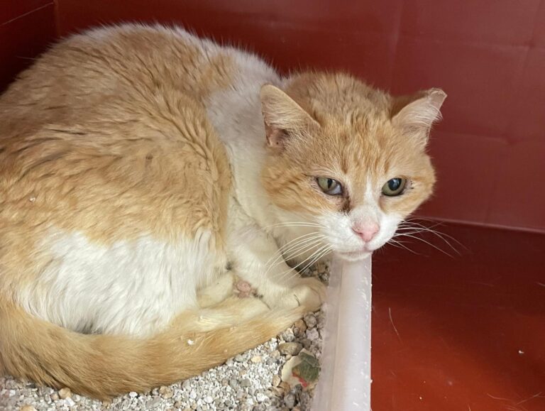 multimedia-foto88510-15-3