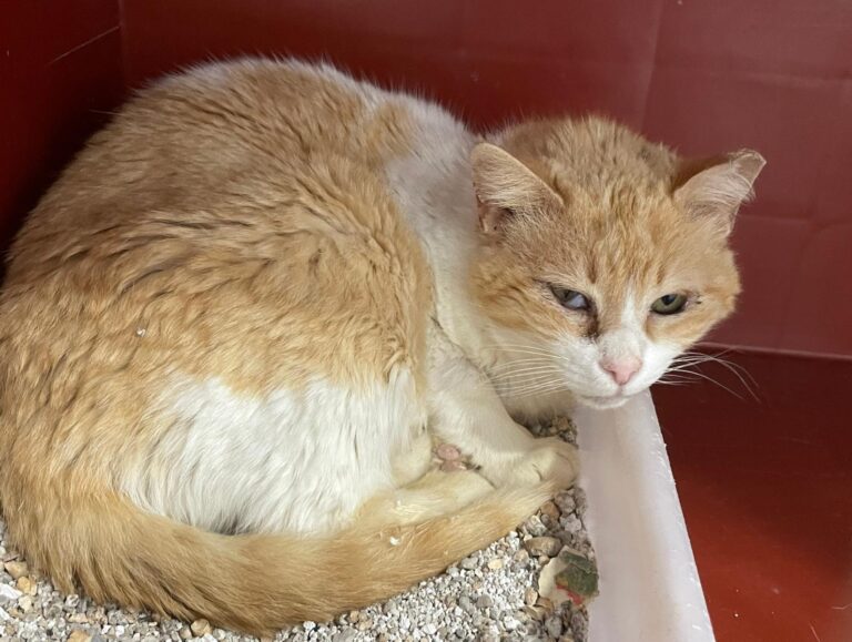 multimedia-foto88511-15-3