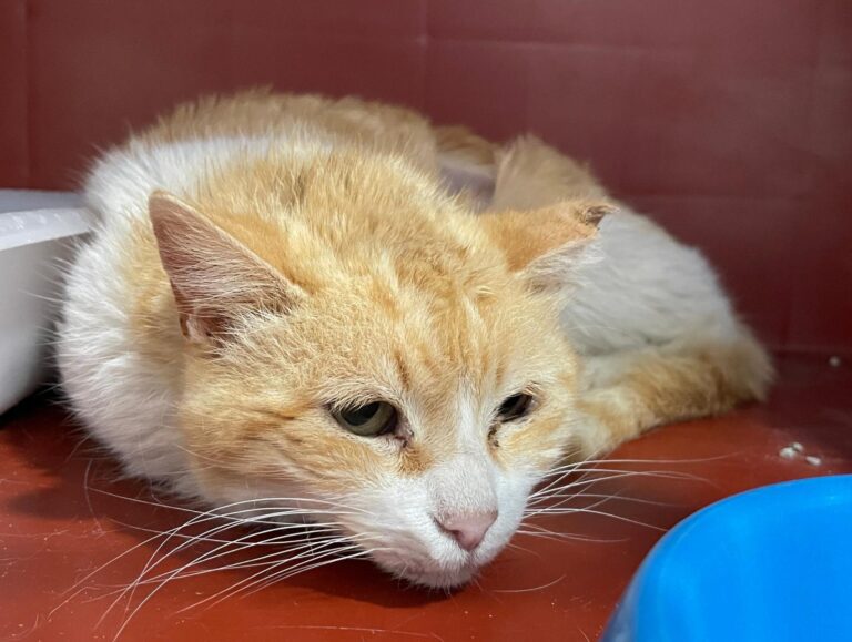 multimedia-foto88512-16-3