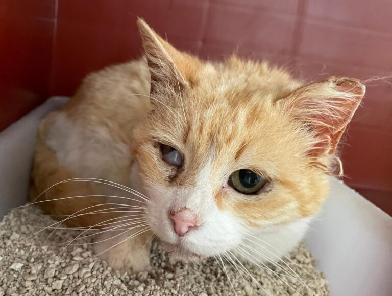 multimedia-foto88514-16-3