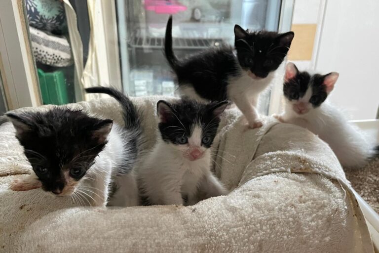 multimedia-foto88524-921-1