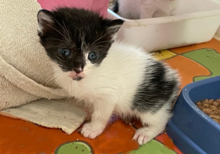 multimedia-foto88532-231-1