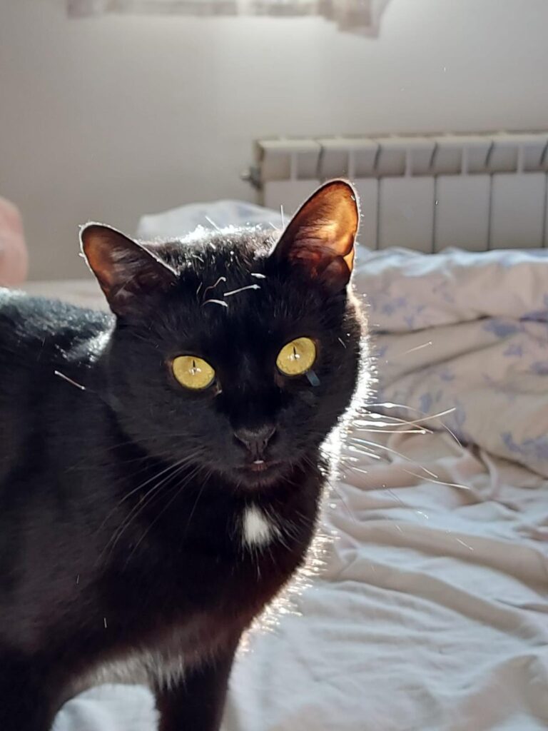 multimedia-foto88537-4-1