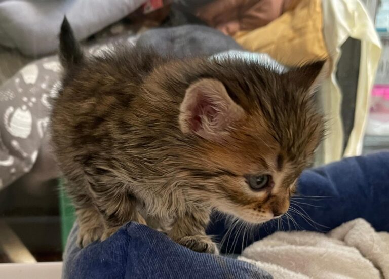 multimedia-foto88543-993-1