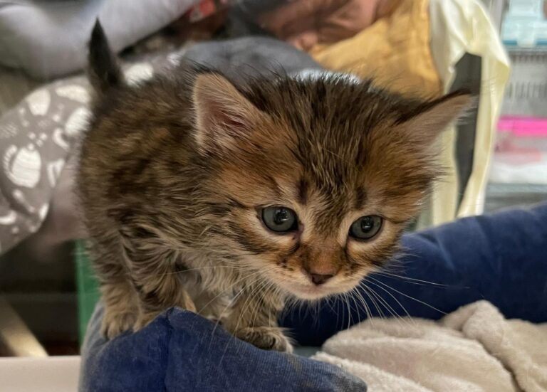 multimedia-foto88544-993-1