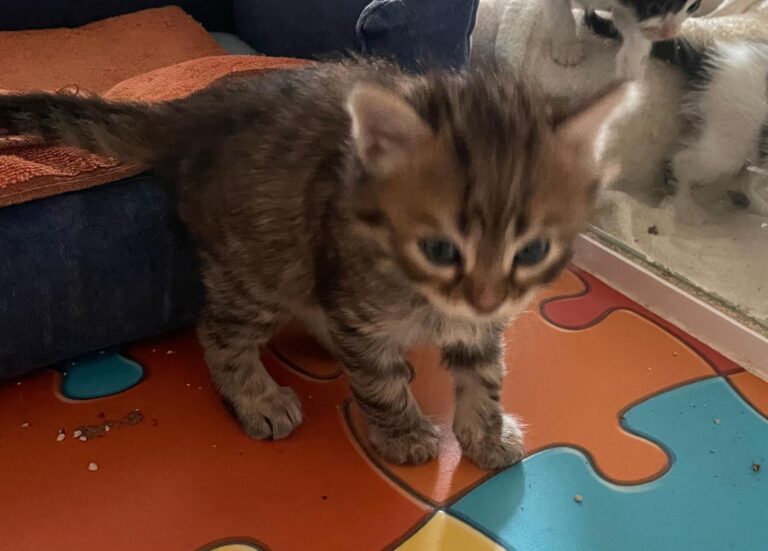 multimedia-foto88546-994-1