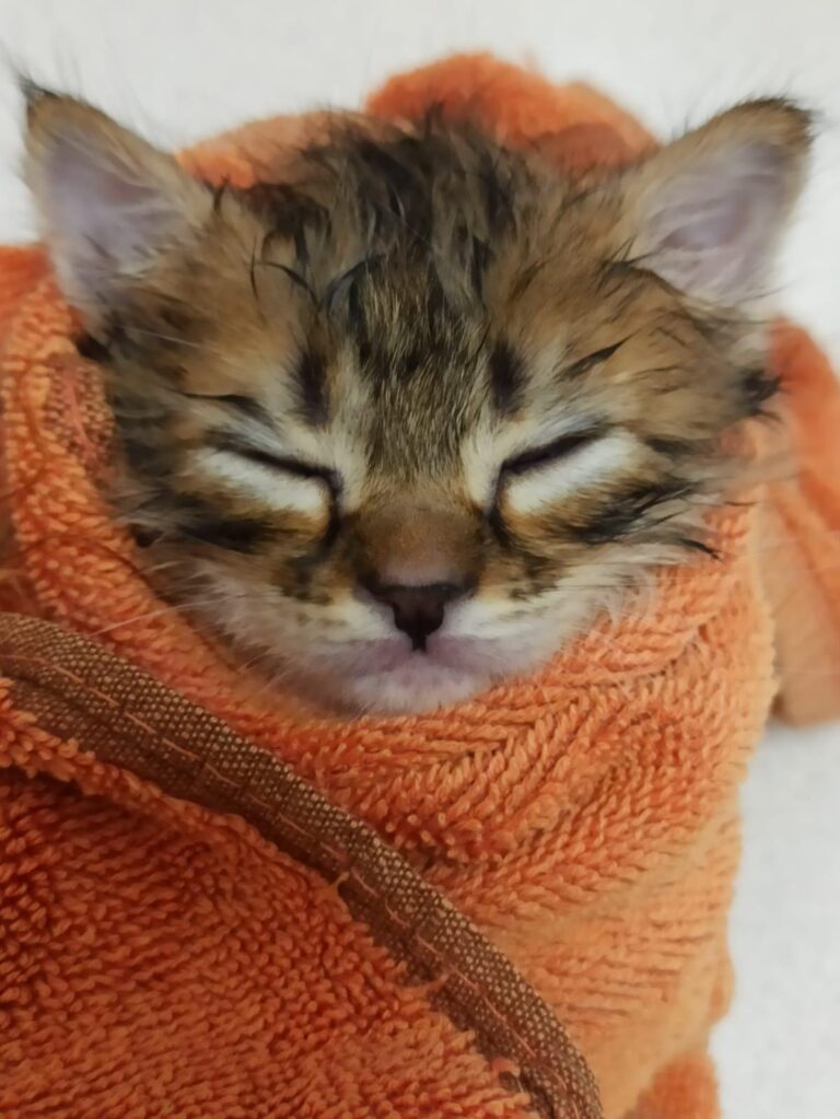 multimedia-foto88548-994-1