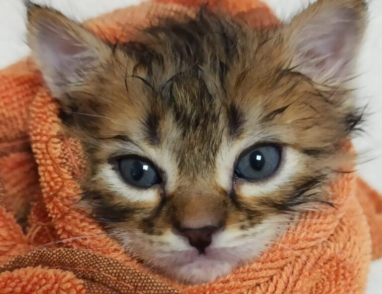 multimedia-foto88549-994-1