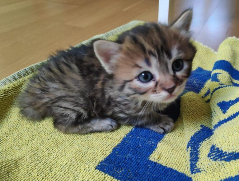 multimedia-foto88550-995-1