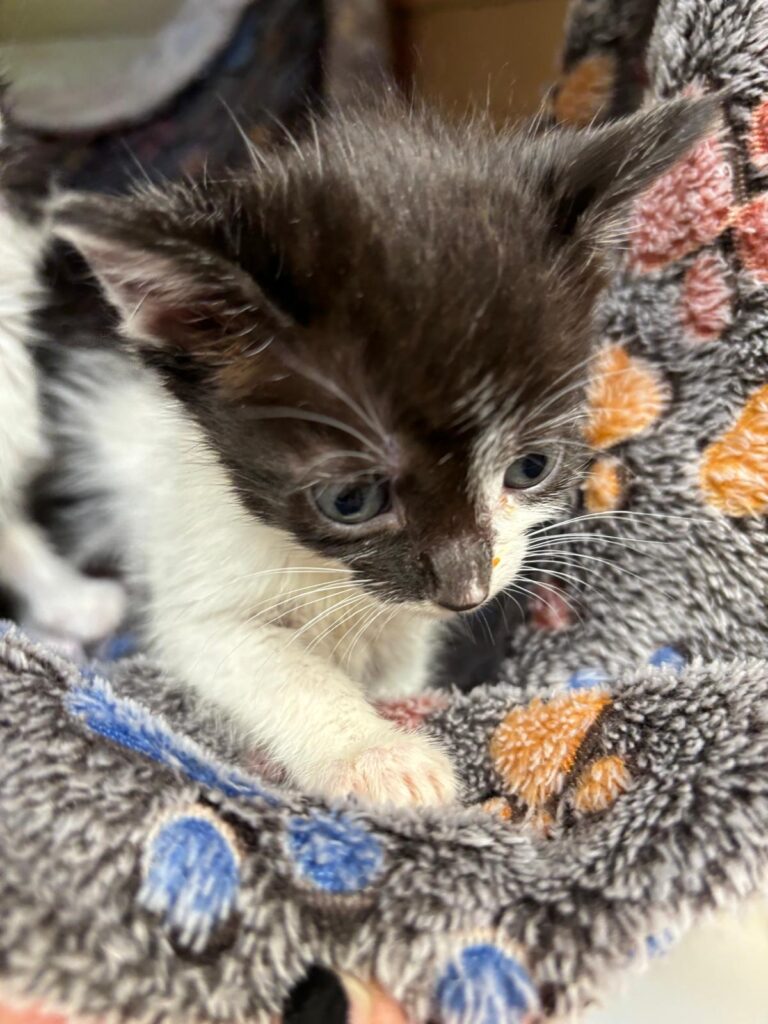 multimedia-foto88586-651-1